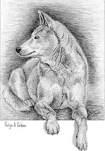Australian Dingo Print