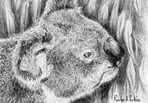 Curious Koala Print